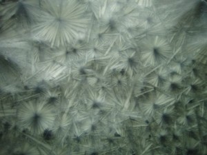 A view of the stars on the bottom of the boule.