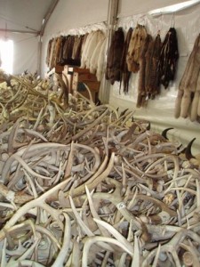 A stack of deer antlers and furs at a rock show?