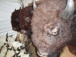Even more bizarre were the bison heads.