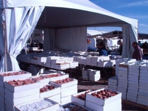 Boxes of rocks are quite common at Electric Park.