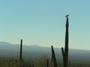 cacti