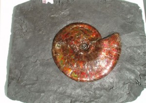 What a gem!  Ammonite