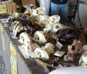 Saber toothed Tiger, Cave Bears, and assorted skulls