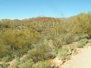 The Tucson Desert