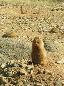 Animals that are rare in Michigan