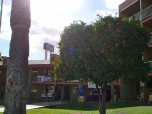 I KNOW we're in Tucson when I see orange trees at a hotel.