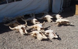 Remember that big pile of steer heads I took a picture of earlier.  It looks like only the rejects are left.