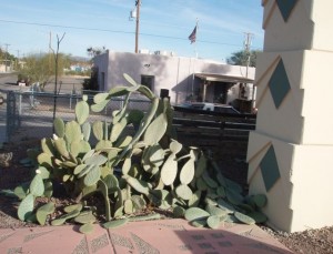 What happen to the poor cactus during last week's freeze.
