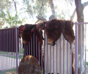 Guard Bears at the Holiday Inn: AT A GEM SHOW!  Un-bear-able!