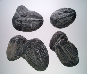 Trilobites (Elrathia Kingi)