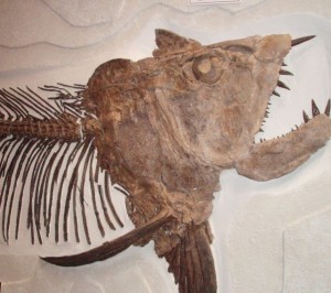 Xiphactinus (common spelling:)) Niobrara Formation-Cretaceous Period-Western Kansas