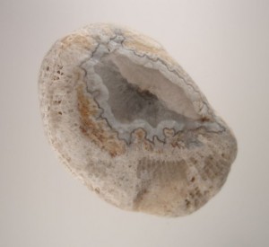 My prize of the day was a fortification agate in a fossil.  The first one I have found in 15 years from our area.