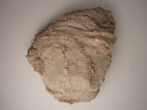 This is not the Favosite I donated to the Seaman Mineral Museum, but is a museum grade "feathery" fossil.