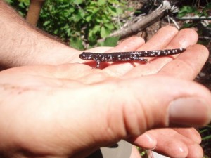 The Salamander.  When we sprayed water on him he really was excited.