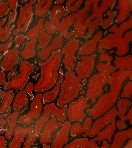 Closeup of red dinosaur Bone showing agatized cells.