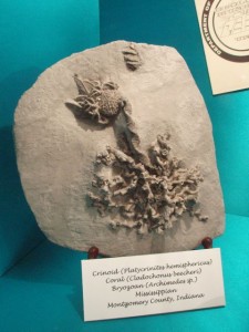 Crinoids from Montgomery County, Indiana