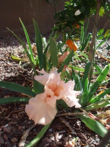 The Iris is growing under the Orange tree in our daughter Holly's house.