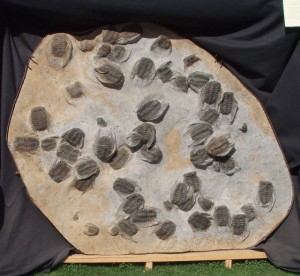 Each of these trilobites was as big as a hand! Hotel Tucson City Center