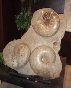 Huge Ammonite plate