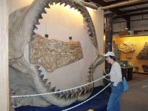 Megalodon Mouth