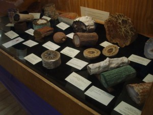 Nice assortment of Petrified wood.