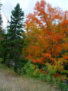 The colors in the Keweenaw were about 30%, but we found spots.  This tree was near Phoenix.