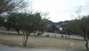 Hungry asses grazing on the golf course.