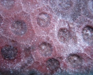 The rare and collectable Pink Petoskey Stone