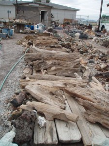 Realistic California PETRIFIED wood.