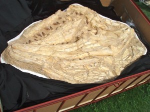 Fossil Croc.