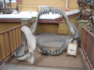 Megalodon Mouth