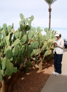 Real Cactus (Prickly Pear)