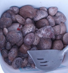 Some Pink Petoskey Stones are hidden in the days catch.