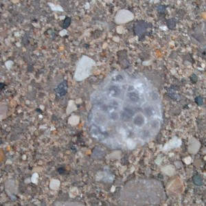 A nice Pink Pet is hidden in the gravel.