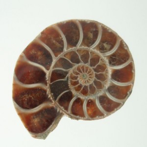 Moroccan Ammonite