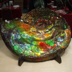 Iridescent Ammonite from Alberta are many Thousand Dollars.