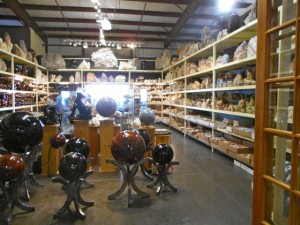 Shelves at the Mineral & Fossil Co-Op bulging with Fossils.