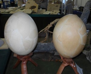 Elephant Bird Eggs