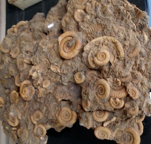 dactyloceras plate