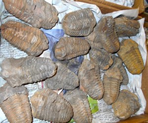 Trilobites at a Moroccan dealer