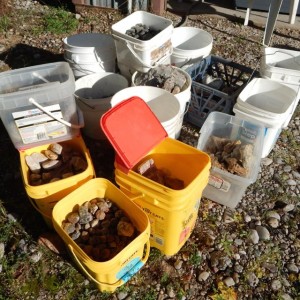 Just a few of the many buckets we sorted today.