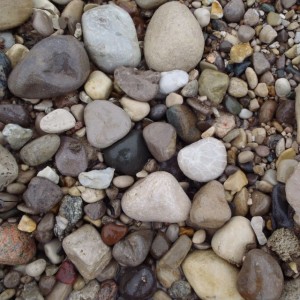 A perfect white Petoskey Stone.