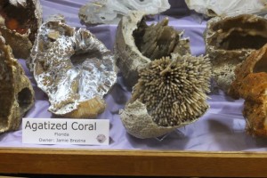 Fossilized Coral-Tampa Bay