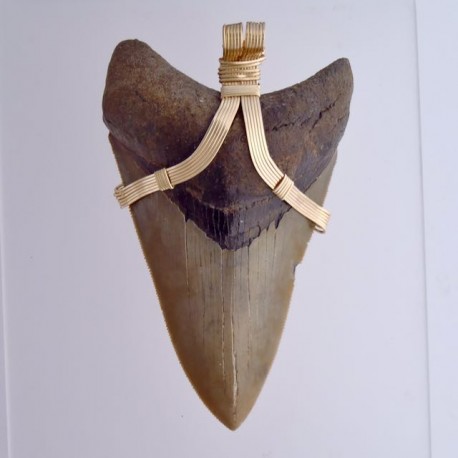 Big Boss Megalodon Tooth Pendant